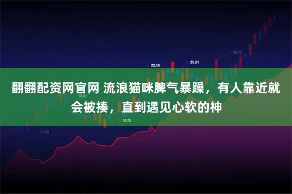 翻翻配资网官网 流浪猫咪脾气暴躁，有人靠近就会被揍，直到遇见心软的神