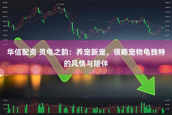 华信配资 灵龟之韵：养宠新宠，领略宠物龟独特的风情与陪伴